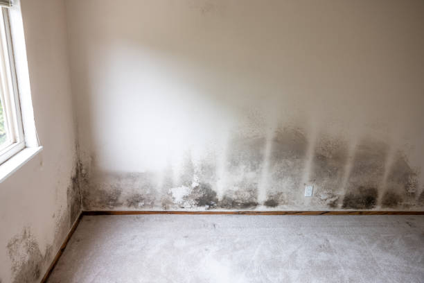 Best Mold Remediation for Rental Properties  in USA